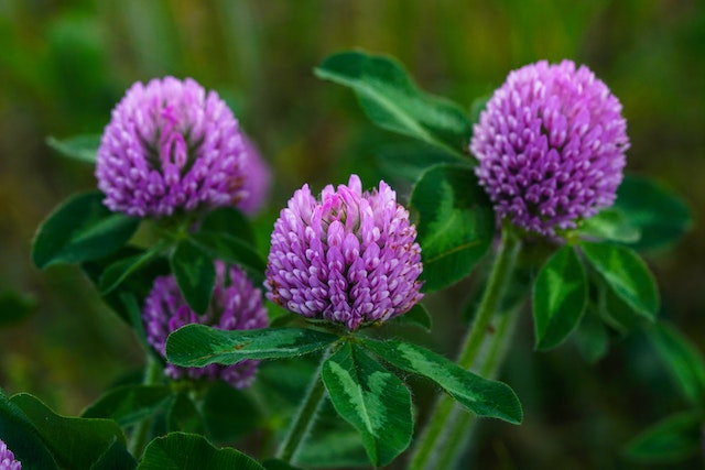 Health Information for Red Clover