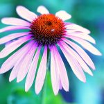 Echinacea Natural Immune System Booster